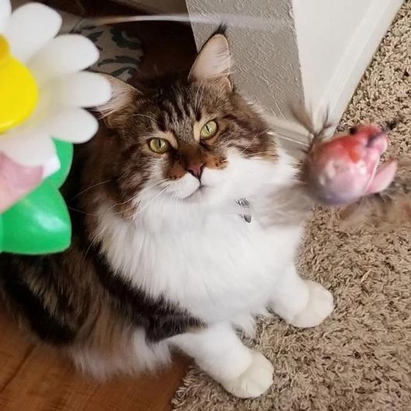 Interactive Bird Toy for Cats