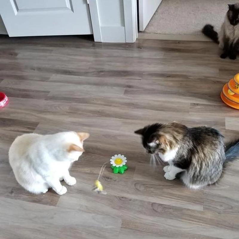 Jouet Oiseau Interactif Pour Chats sousoleil